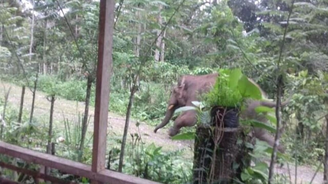 Kawanan gajah liar memasuki perkampungan Desa Leupu, Kecamatan Geumpang, Kabupaten Pidie, Aceh. (Foto: Dok. Istimewa)