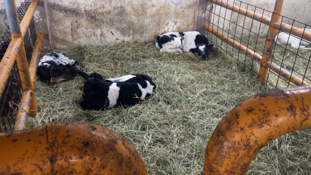 Pengembangbiakkan Sapi Belgian Blue di Balai Embrio Ternak (BET) Cipelang, Bogor, Senin (5/11). (Foto: Nurul Nur Azizah/kumparan)
