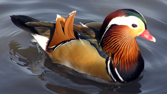 5 Fakta Menarik Tentang Bebek Mandarin