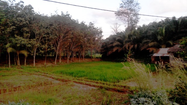 Reformasi Agraria dan Upaya Memperkuat Fondasi Perkebunan Rakyat