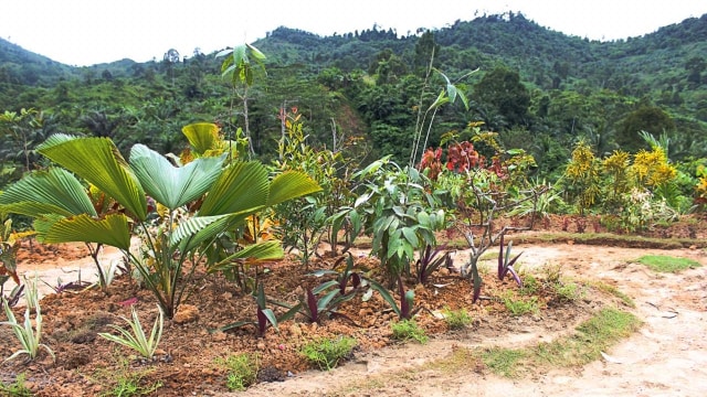 Suasana Taman Diplomat di Sekolah Tapal Batas di Sebatik, Selasa (6/11/2018). (Foto: M Fadli Rizal/kumparan)