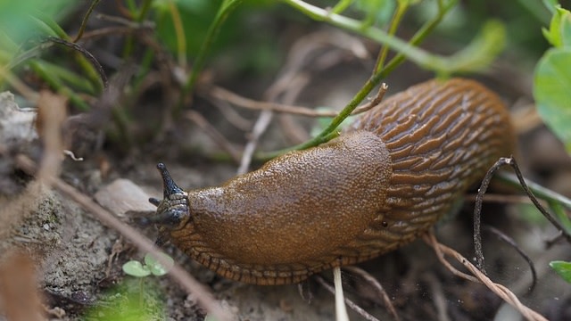 Slug, siput tak bercangkang. (Foto: Ratfink1973 via PIxabay)