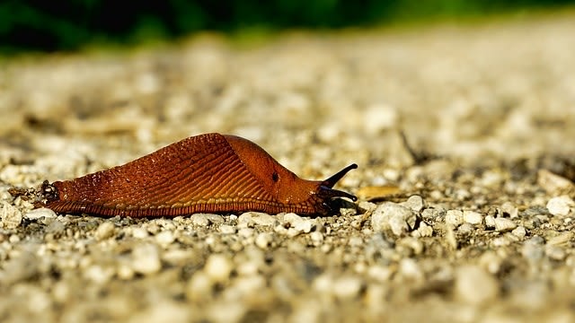 Slug, siput tak bercangkang. (Foto: Schwoaze via PIxabay)