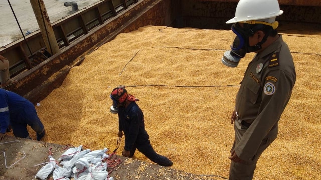 Komoditas Jagung Indonesia yang Siap Diekspor. Foto: Dok. Kementerian Pertanian