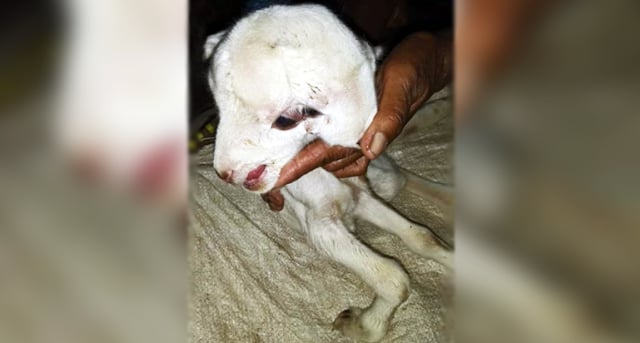Domba Berkepala 2 Lahir di Jampang, Sukabumi
