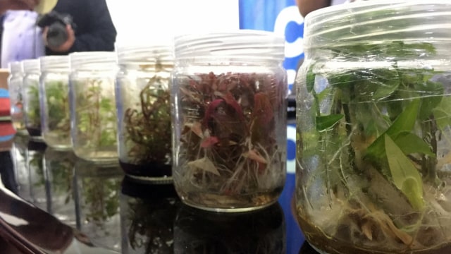 Budidaya tanaman air hias. (Foto:  Elsa Olivia Karina L Toruan/kumparan)