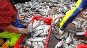 Ikan-Ikan di PNG: Mau kemana paska OOC 2018? (1)