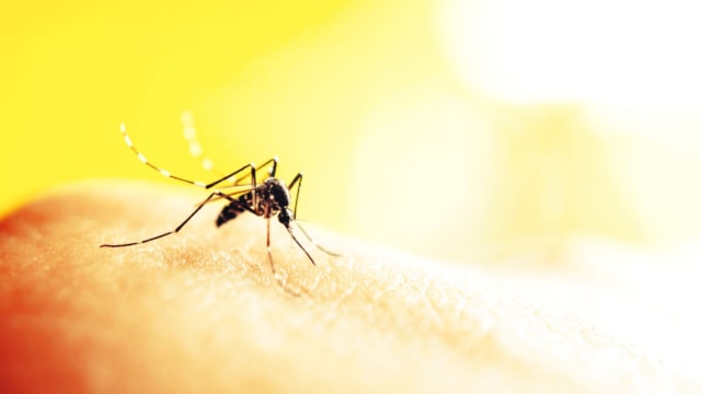 Amankah kandungan DEET pada losion anti nyamuk Foto: Shutterstock