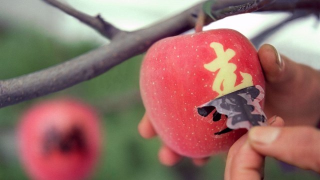 Apel Mojie, Buah Artistik dari Jepang