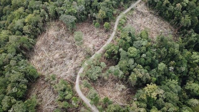 Menilik Jejak Masa Depan Harimau Sumatera di Hutan Aceh. (Foto: Dok. FKL Aceh)