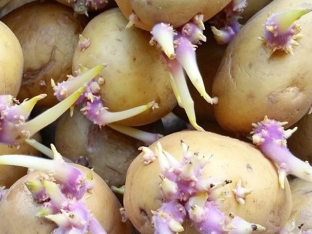 Ilustrasi Kentang (Foto: Instagram @sajn27)