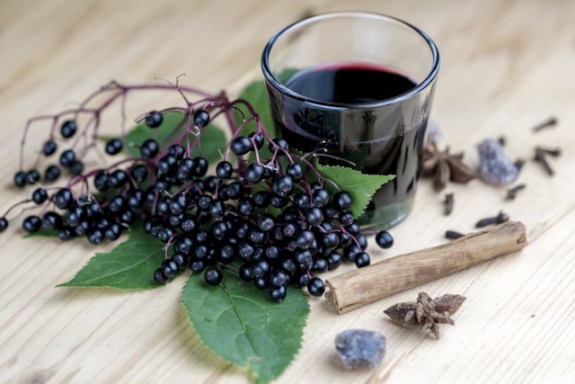 Ilustrasi Elderberry (Foto: Elfgradost/Shutterstock)