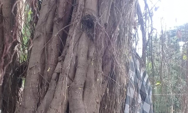 Ulat Bulu Menyerang Tanaman di Yehembang Kauh Jembrana