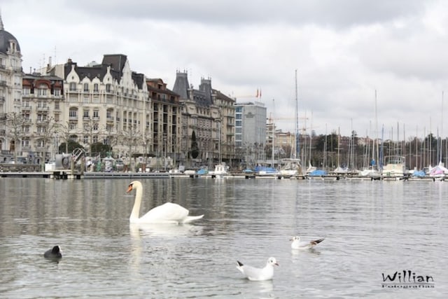10 Tempat yang Bisa Dikunjungi saat Traveling ke Kota Jenewa di Swiss (2)