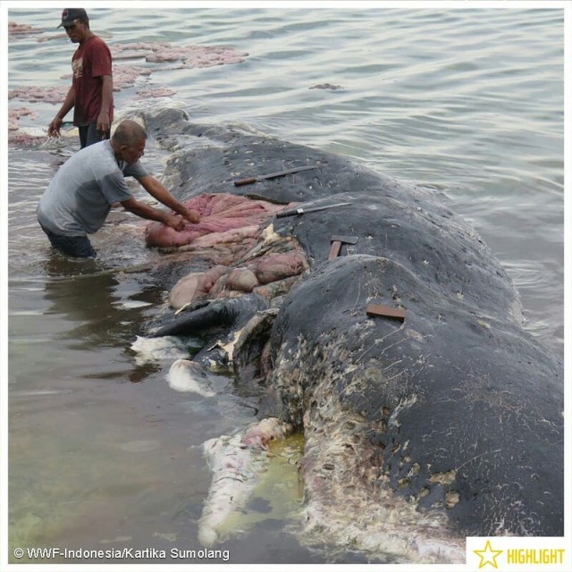 Seekor Paus Sperma (Physeter macrocephalus) terdampar di Pulau Kapota, Wakatobi dalam kondisi sudah membusuk (18/11). (Foto: Dok. WWF)