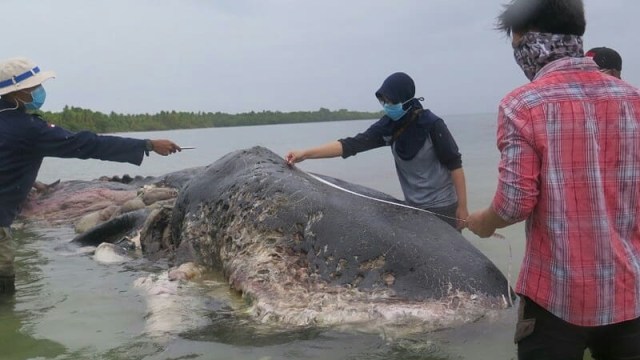 Seekor Paus Sperma (Physeter macrocephalus) terdampar di Pulau Kapota, Wakatobi dalam kondisi sudah membusuk (18/11). (Foto: Dok. WWF)