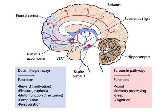 Pilih Mana, Coklat Swiss atau Coklat Belgia? Be Open Minded Saja (6)