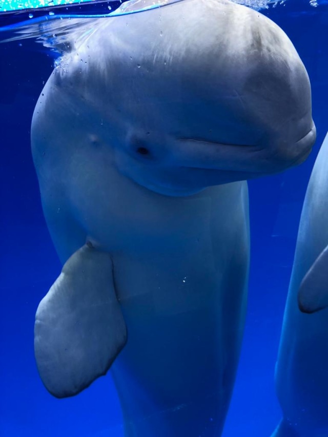 ‘Winter is Coming’ ala Rusia (Bagian 2): Chukotka (10)