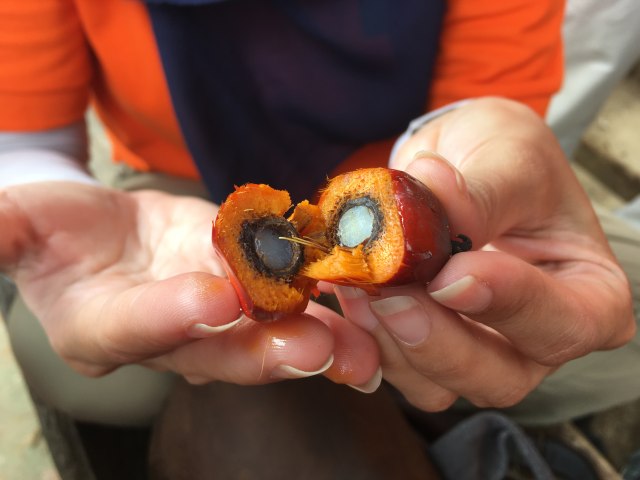 Kelapa Sawit, Buah yang Membuat Indonesia Berhasil Menguasai Dunia