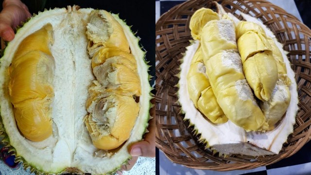 Kampung Hutan Durian Sumberagung. (Foto: Instagram/@paralampung dan @putri230880)