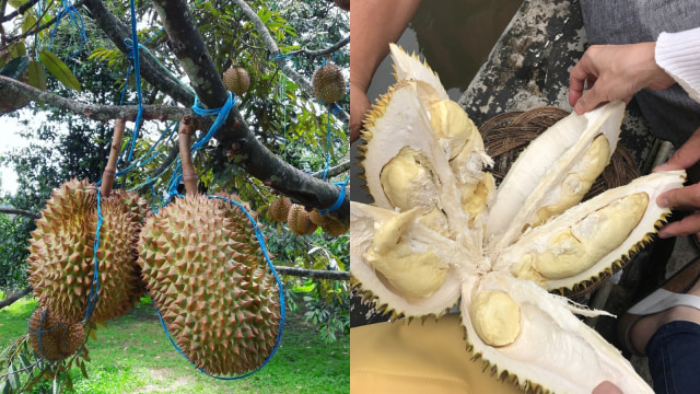 Warso Farm. (Foto: Instagram/@ratna_foodie88 dan @fernaventura)