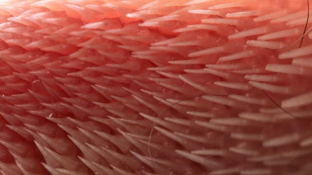 Lidah Kucing. (Foto: Georgia Tech via AP/Alexis Noel)