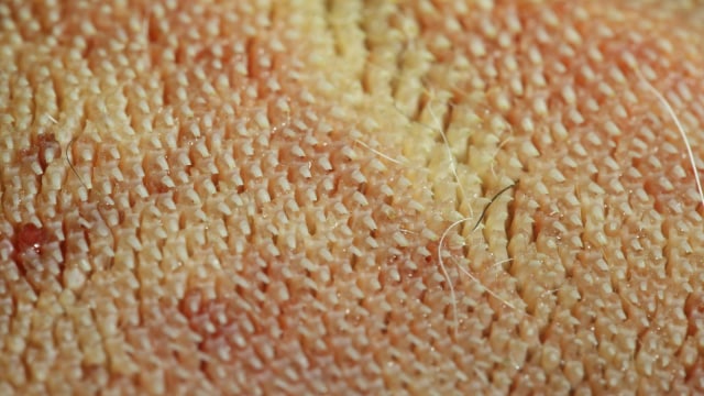 Lidah Kucing. (Foto: Georgia Tech via AP/Alexis Noel)