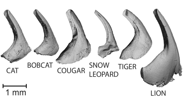 Lidah Kucing. (Foto: Georgia Tech via AP/Alexis Noel)