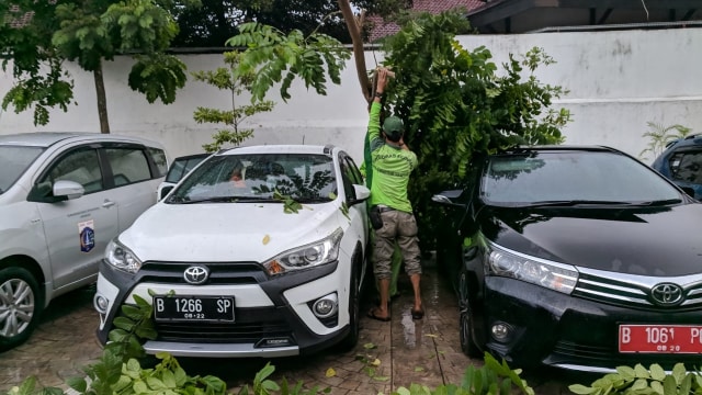 Pohon tumbang di Balai Kota DKI. (Foto: Dok. Istimewa)