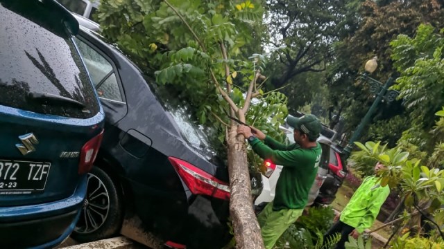 Pohon tumbang di Balai Kota DKI. (Foto: Dok. Istimewa)