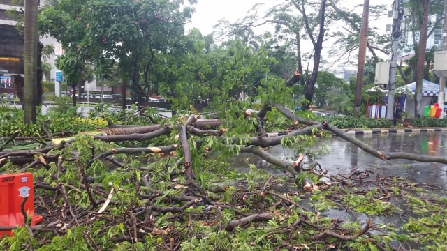 Pohon tumbang di Dukuh Atas menimpa salah satu pengendara motor. (Foto: Twitter/@TMCPoldaMetro)