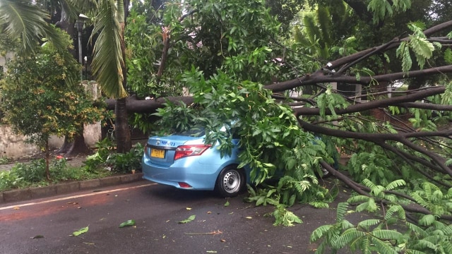 Pohon tumpang menimpa sebuah taksi di Jalan Karawang, Menteng, Jakpus. (Foto: kelik wahyu/kumparan)