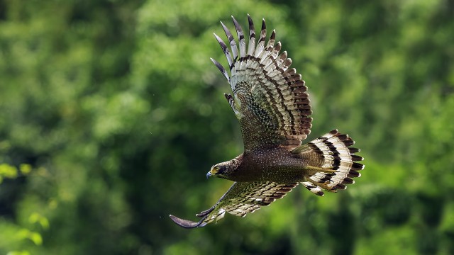 Elang Bido, Spilornis Cheela (Foto: Shutter Stock)