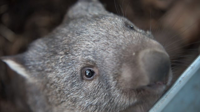 Wombat, hewan khas Australia. (Foto: pen_ash via pixabay.)