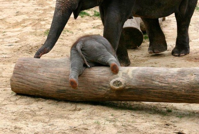 8 Potret Kehidupan Anak Gajah yang Menggemaskan (4)