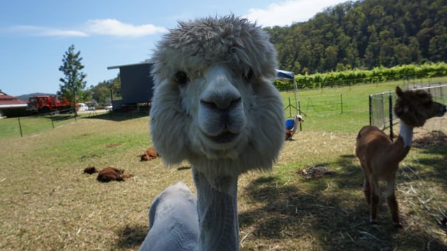 Alpaca di Queensland, Australia. (Foto: Dewi Rachmat Kusuma/kumparan)