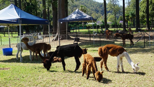 Alpaca di Queensland, Australia. (Foto: Dewi Rachmat Kusuma/kumparan)
