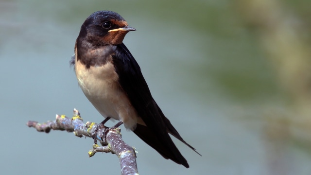 Burung Layang-layang Asia. (Foto: Sharp Photography via Wikimedia Commons)