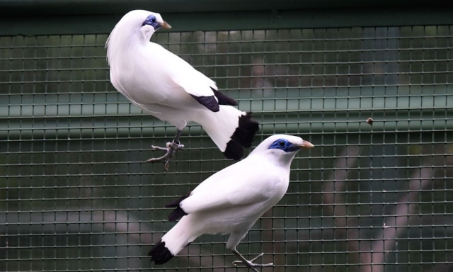 Konservasi Jalak Bali di Gianyar Buka Pusat Pembelajaran Anak-anak