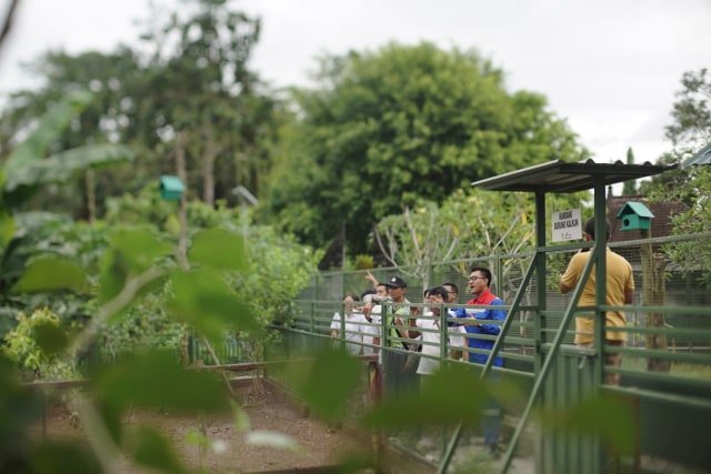 com-Budidaya Jalak Bali (Foto: Pertamina)