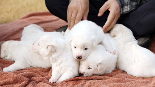 Gomi, anjing pemberian pemimpin Korea Utara Kim Jong-un kepada Presiden Korea Selatan Moon Jae-in melahirkan. (Foto: Twitter/TheBlueHouseKR)