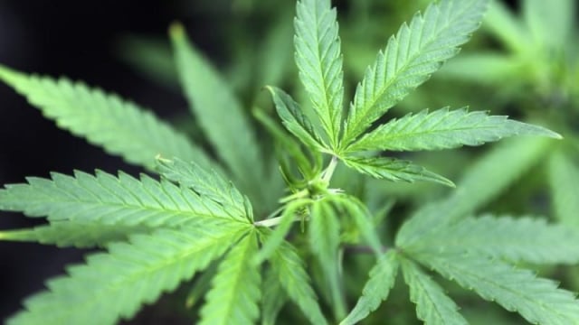 Korea Legalkan Penggunaan Ganja untuk Medis