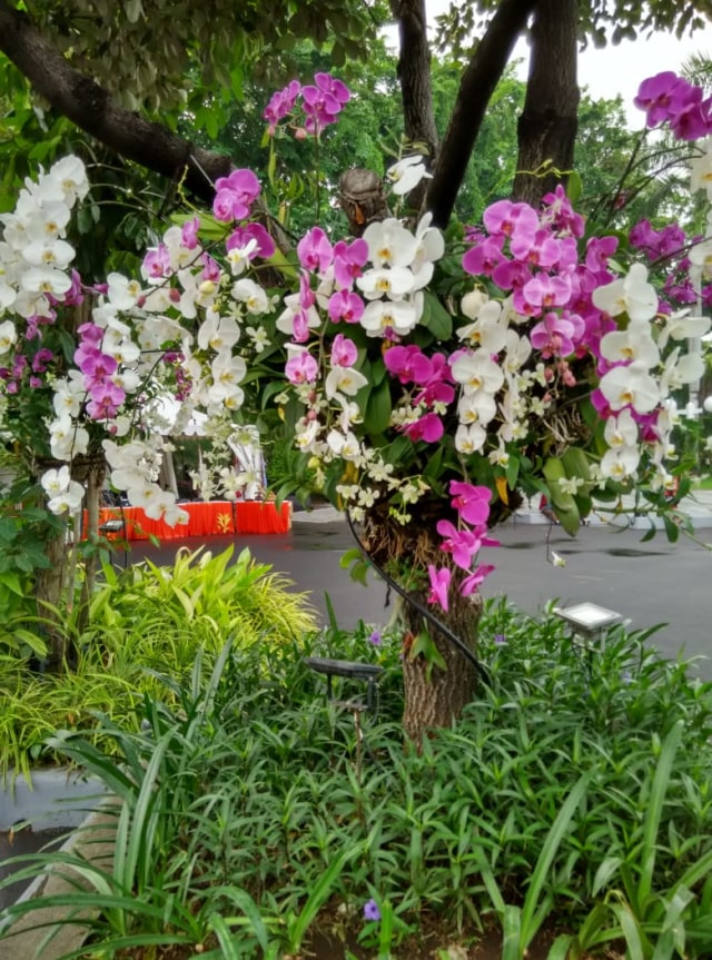 Pohon Tabebuya di Kota Surabaya. (Foto: Phaksy Sukowati/kumparan)