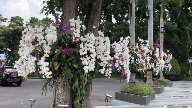 Pohon Tabebuya di Kota Surabaya. (Foto: Phaksy Sukowati/kumparan)