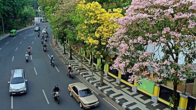 Pohon Tabebuya di Kota Surabaya. (Foto: Phaksy Sukowati/kumparan)