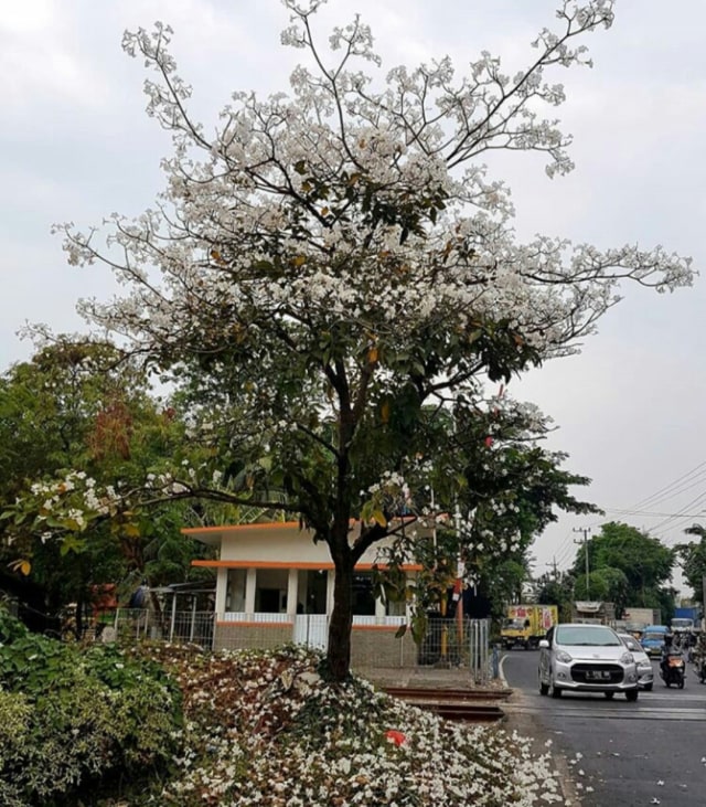 Pohon Tabebuya di Kota Surabaya. (Foto: Phaksy Sukowati/kumparan)