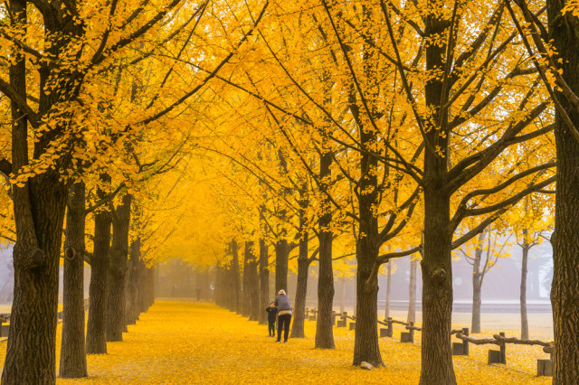 Nami Island. (Foto: Shutter Stock)