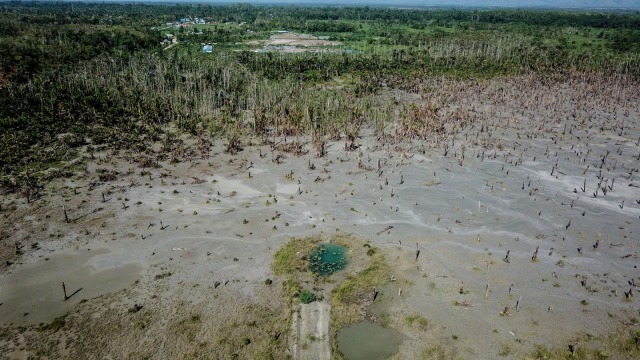 Kawasan kebun sagu yang terkena limbah merkuri di Gunung Botak, Pulau Buru, Maluku, Rabu (28/11/2018).  (Foto: ANTARA FOTO/Rivan Awal Lingga)