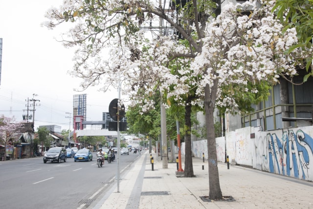 Cantiknya Bunga Tabebuya yang Sedang Mekar (Foto: Humas Pemprov Kota Surabaya)