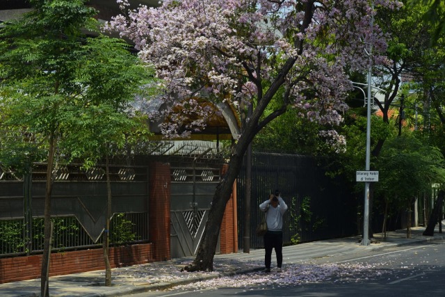 Pohon Tabebuya Jadi Spot Foto Menarik (Foto: Humas Pemprov Kota Surabaya)